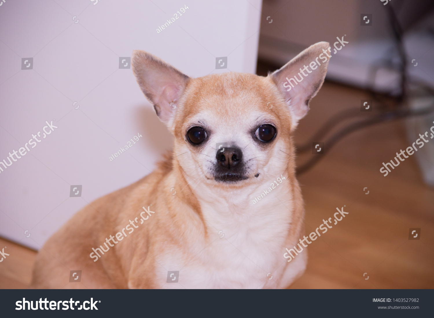 little dog chihuahua