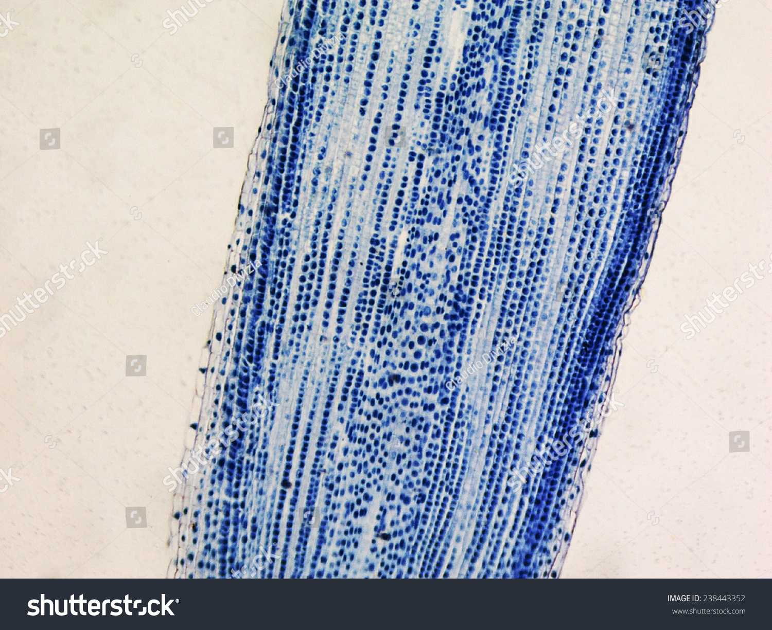 Light Photomicrograph Of Mitosis Of Onion Root Tip Cells Seen Through ...