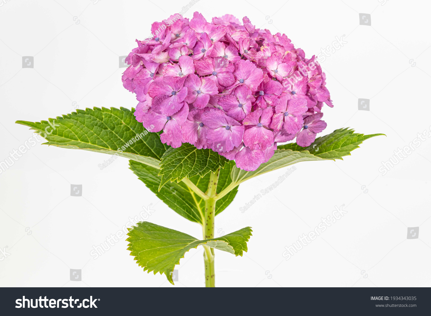 272 849 繡球花图片 库存照片和矢量图 Shutterstock