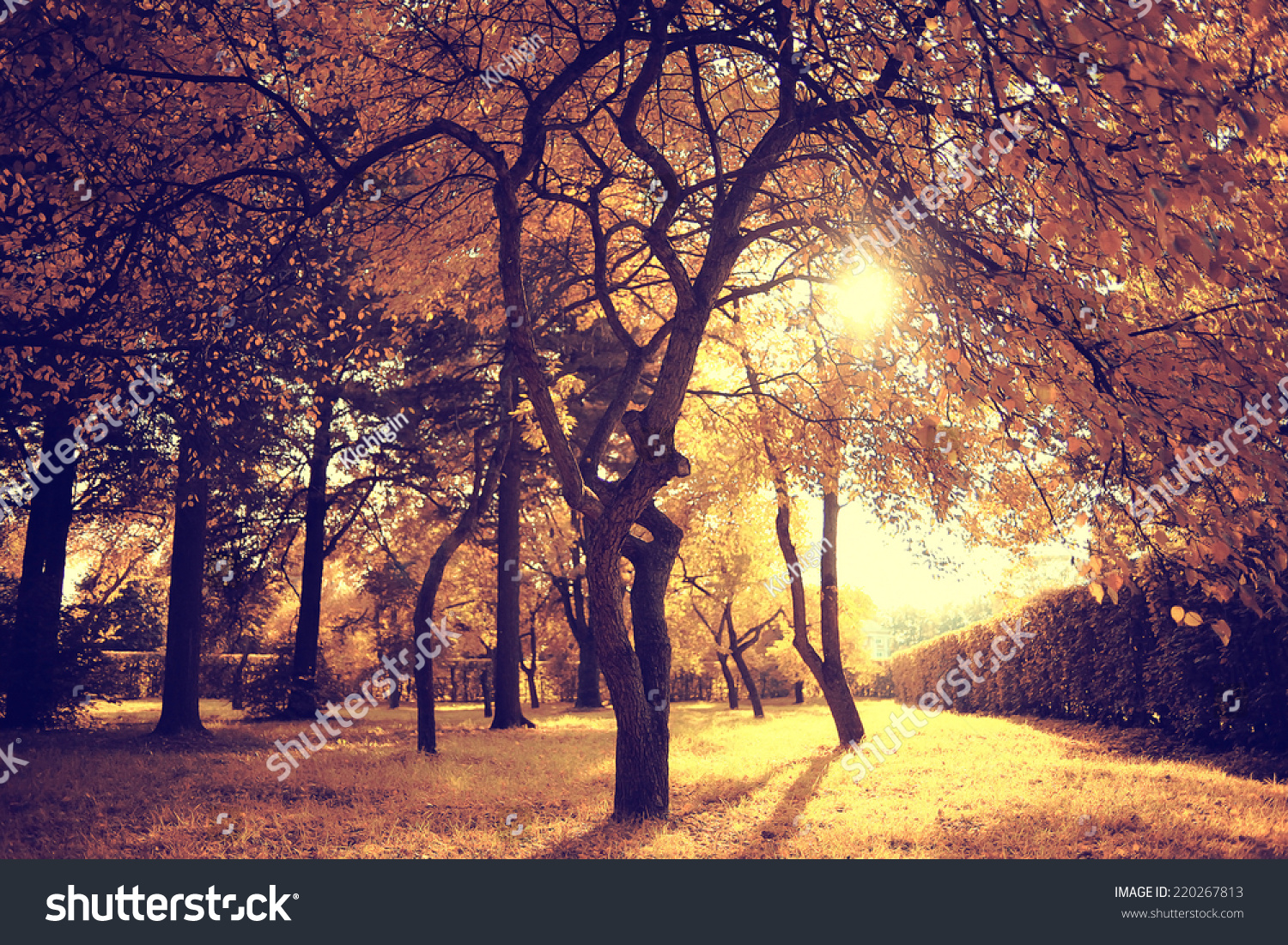 Light rays fall landscape trees : 66 254 images, photos et images ...
