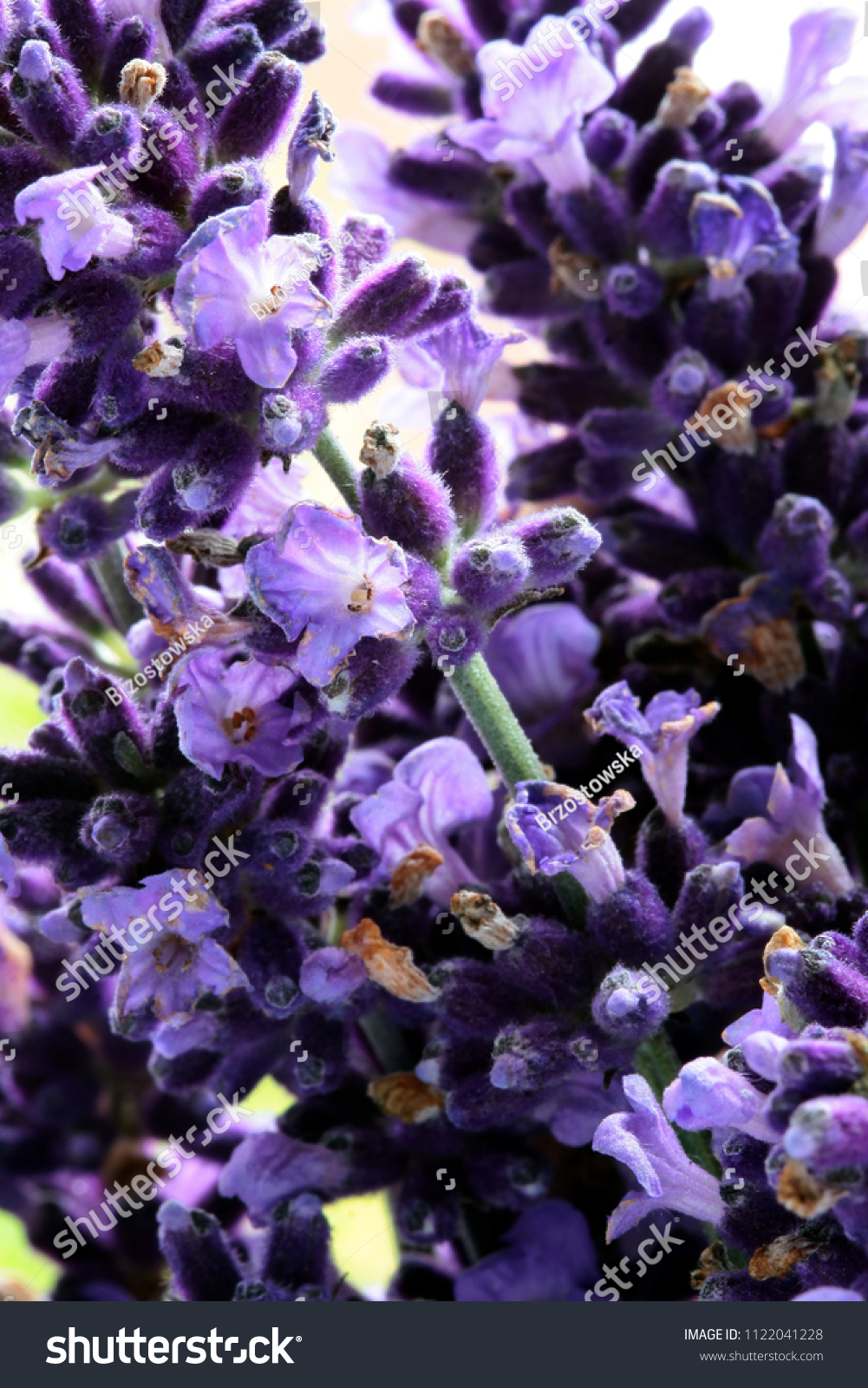 Discussion on this topic: Lila Flowers, lila-flowers/ Discussion on this topic: Josephine Hutchinson, lila-flowers/