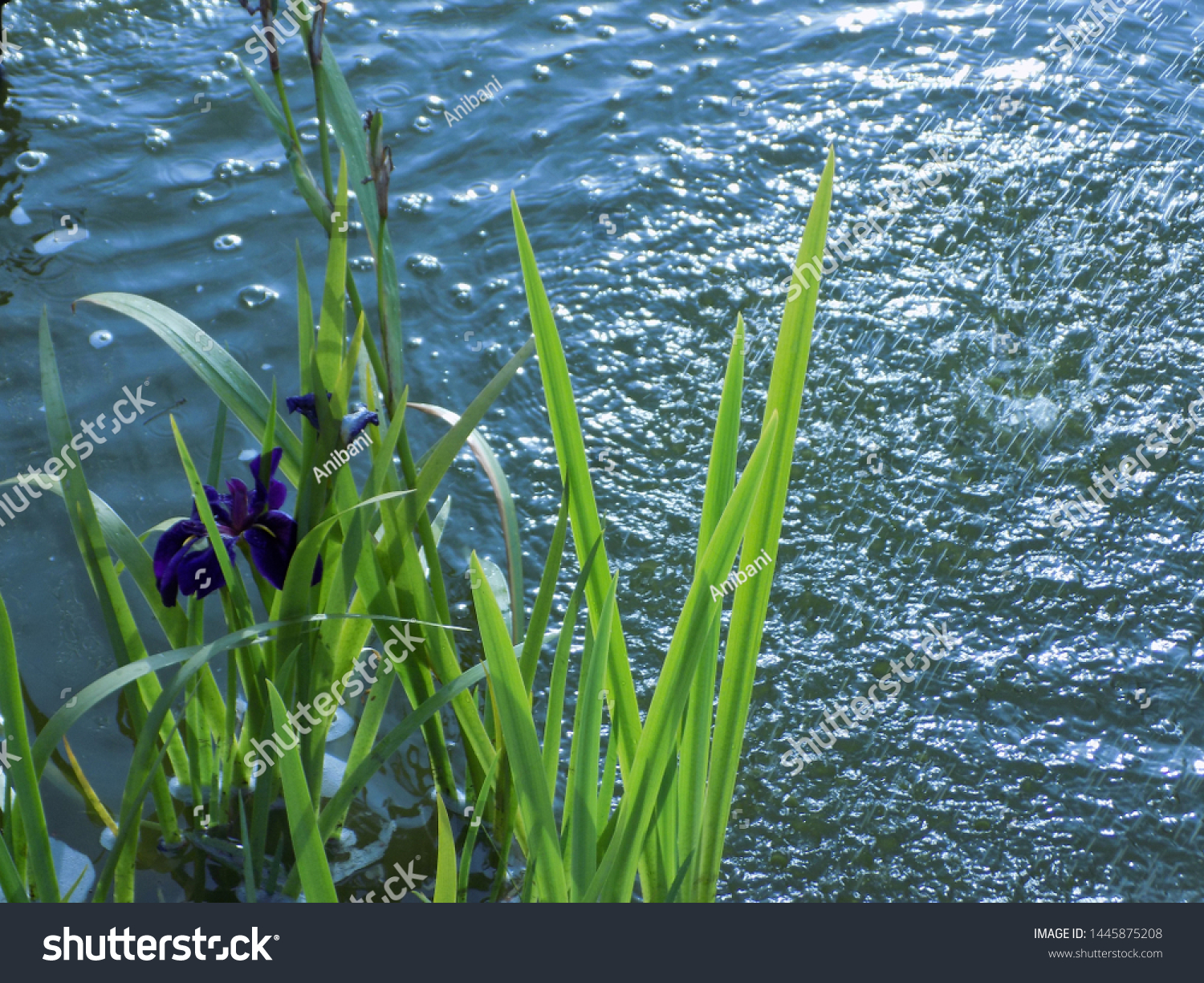 Lila Water Iris Pond Water Stock Photo Edit Now 1445875208