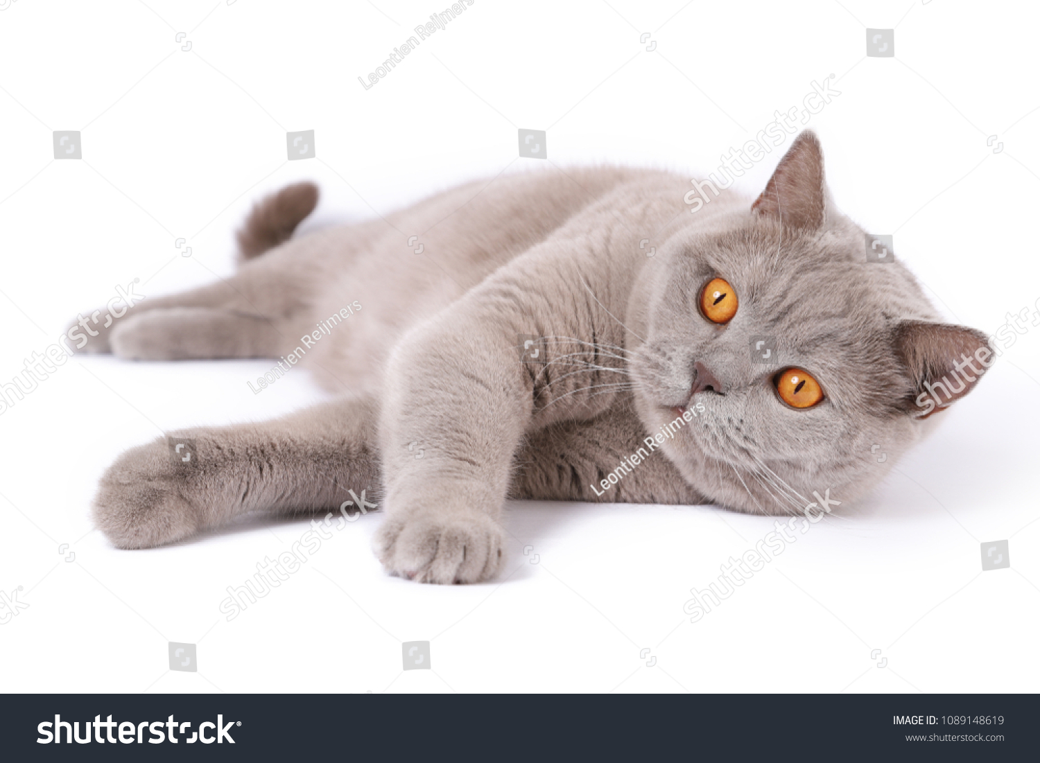 Lilac British Shorthair Cat On White Animals Wildlife Stock Image