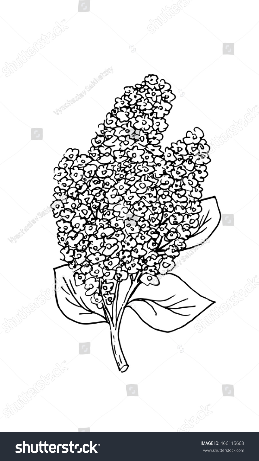 Lilac Flower On White Background. Free Hand Drawn. Illustration