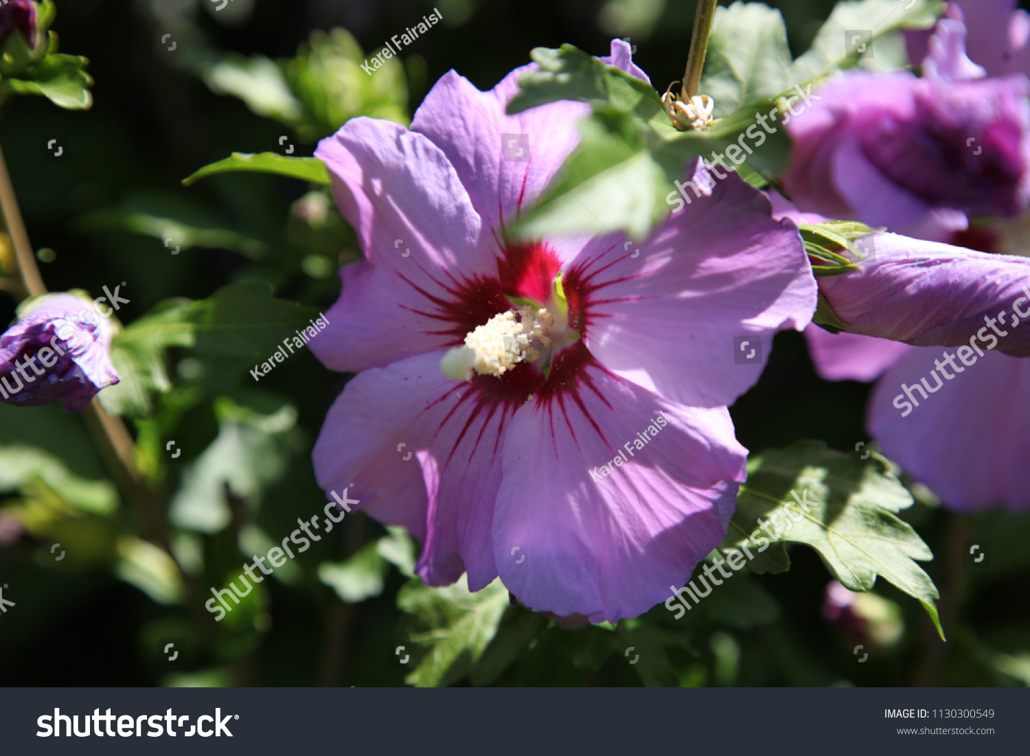 Lilac Hibiscus Alyogyne Huegelii Stock Photo Edit Now