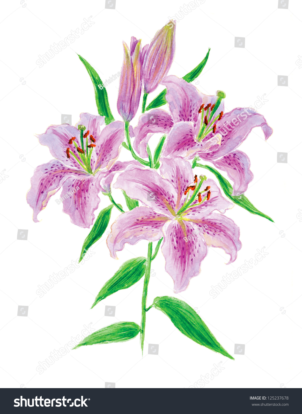 Lilies Flower Drawing Watercolor Stock Photo 125237678 - Shutterstock