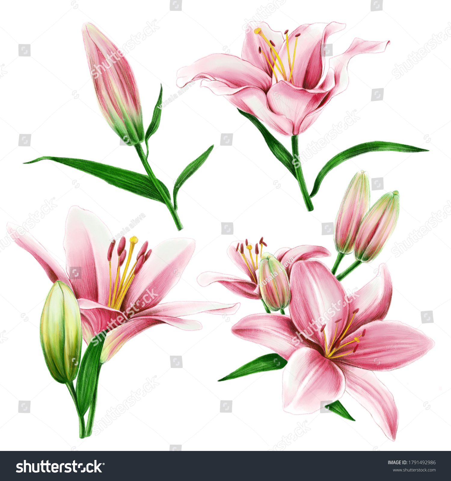 Lilies Illustration Set Isolated On White Stock Illustration 1791492986