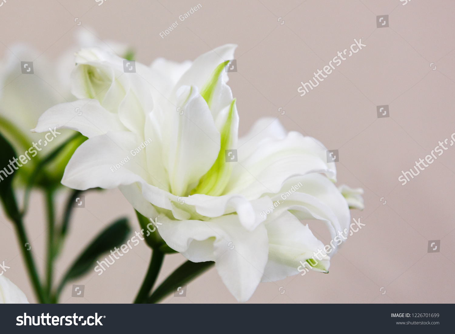 lily flowers lily lat genus plants stock photo (edit now) 1226701699