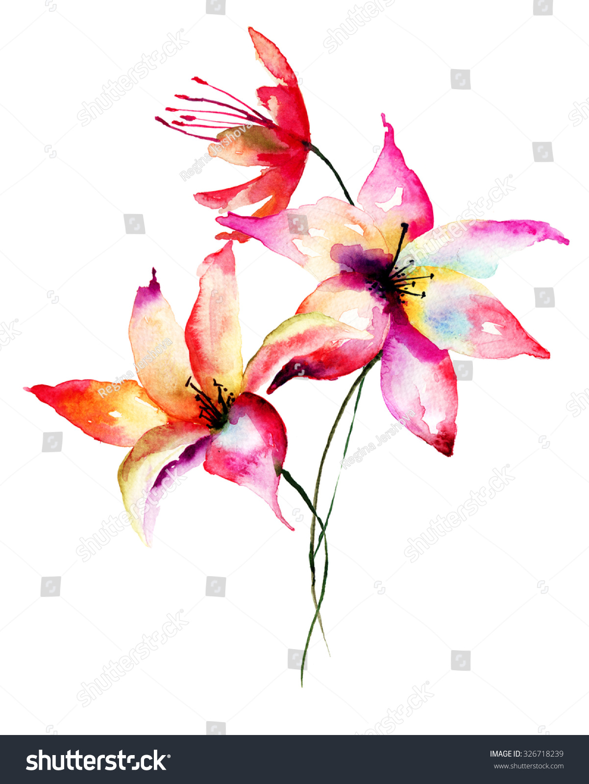 Lily Flowers, Watercolor Illustration - 326718239 : Shutterstock