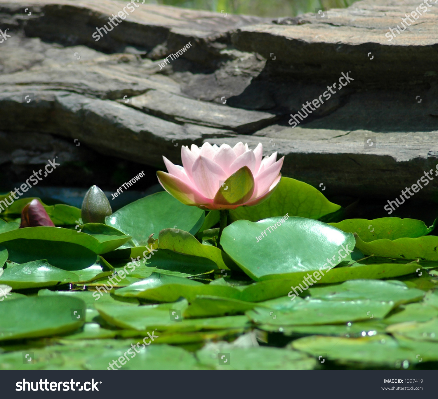 Lily Pad Flower Nature Stock Image