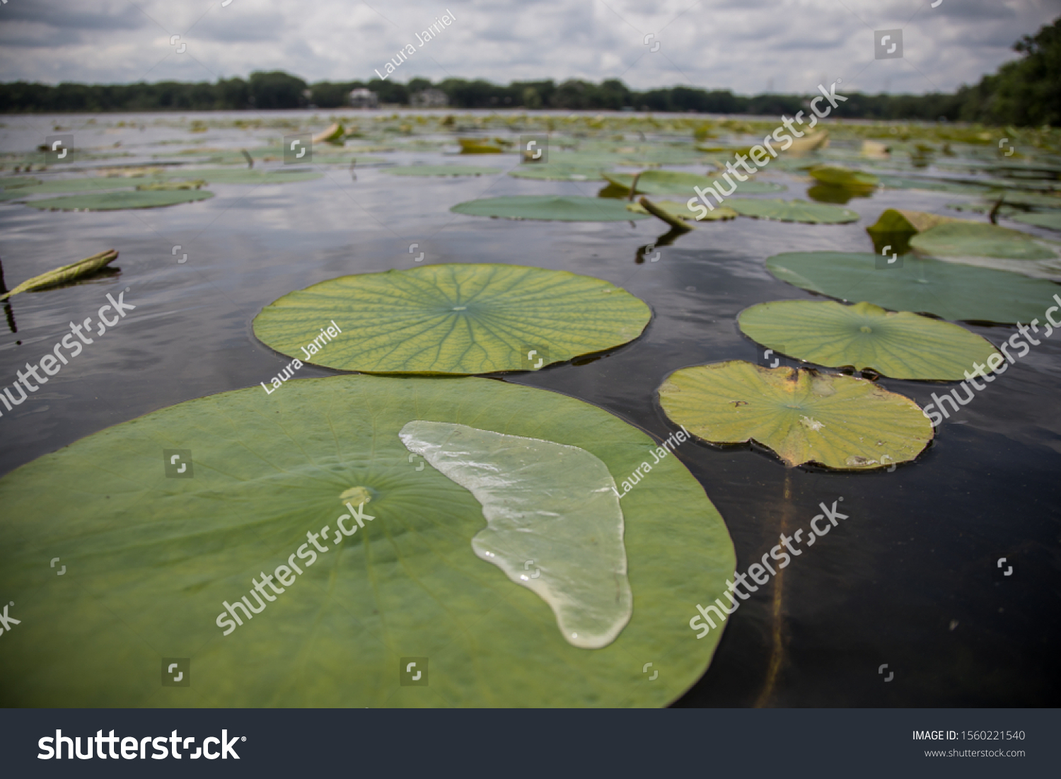 Lily Pads Float On Lake Fresh Stock Photo Edit Now