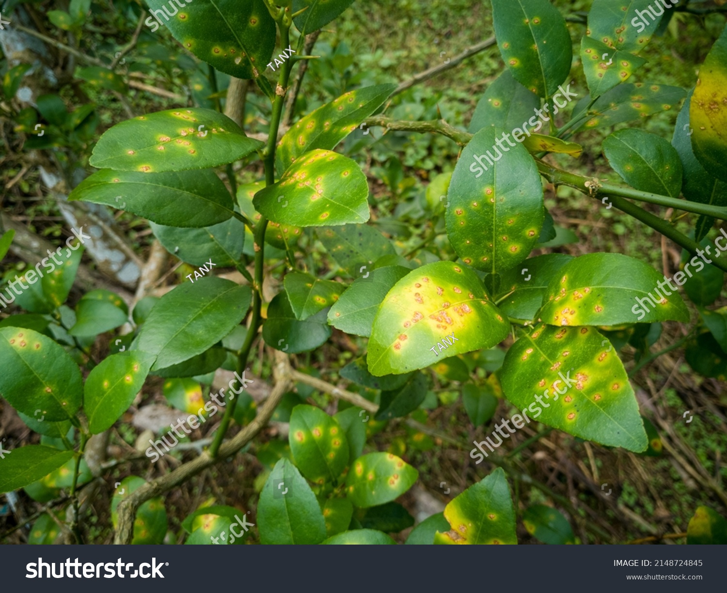 Lime Canker Disease Causes By Bacteria Stock Photo 2148724845 ...