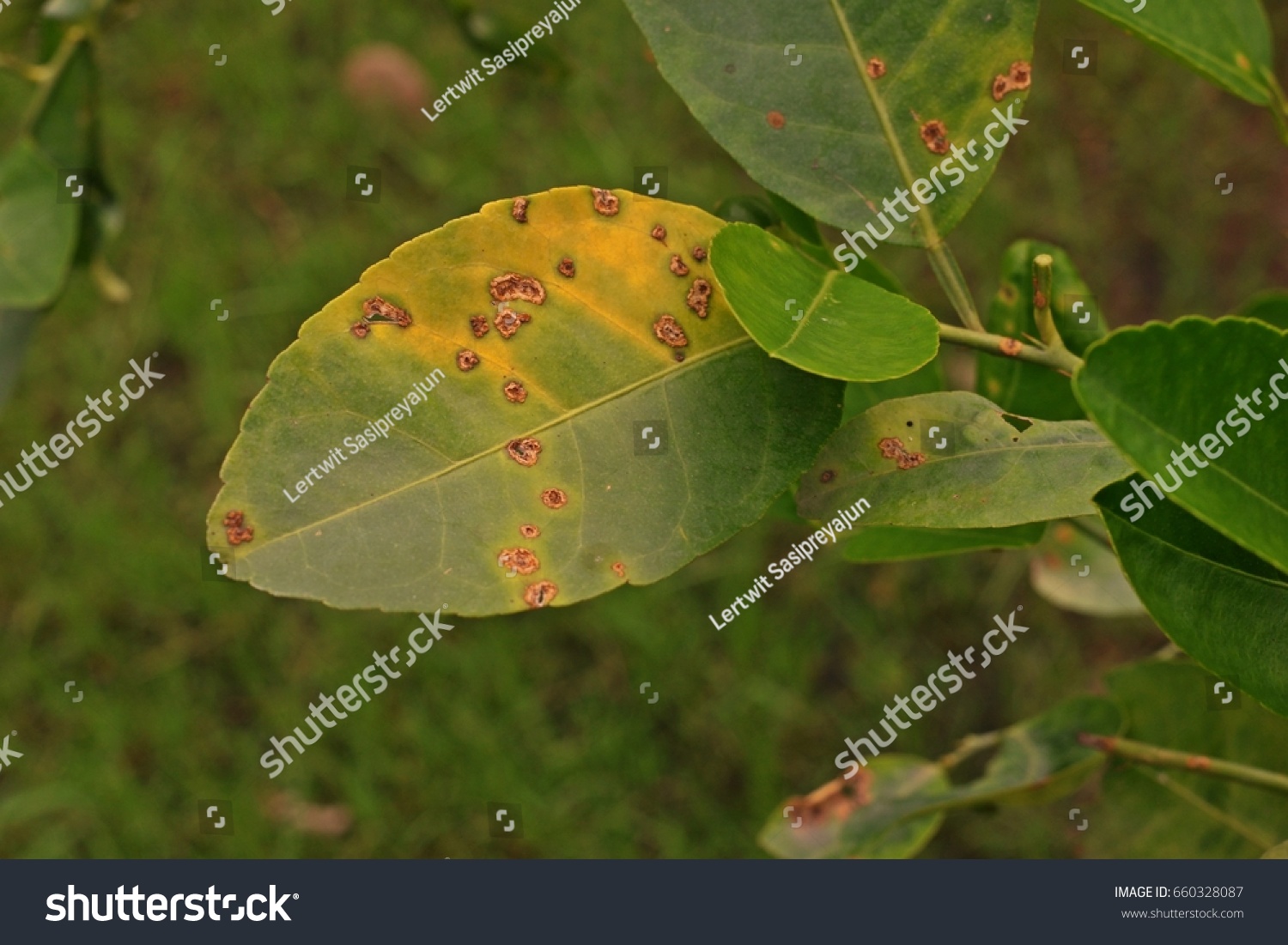 Lime Canker Disease Causes By Bacteria Stock Photo 660328087 | Shutterstock