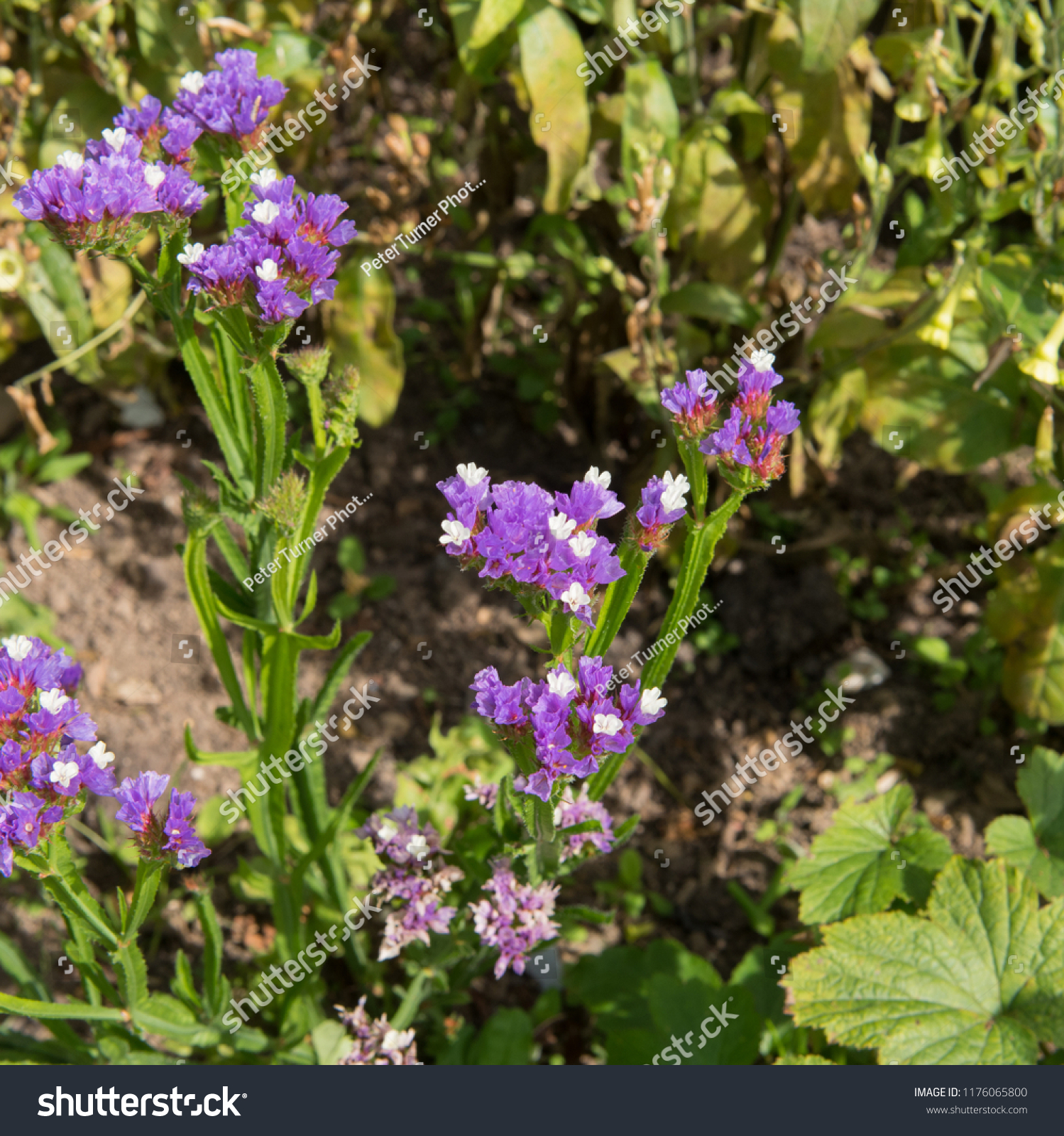 Limonium Sinuatum Purple Attraction Sea Lavender Stock Photo Edit