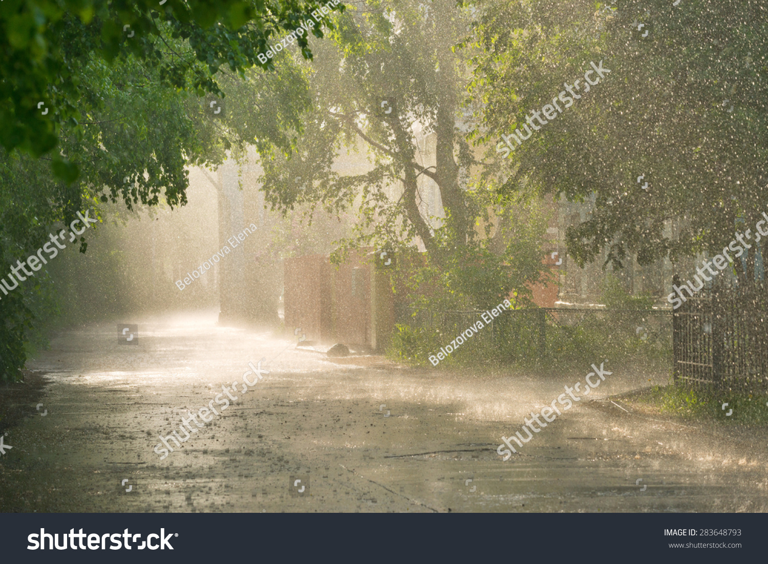 Linden Alley In Rain In Late Afternoon Sunlight. Stock Photo 283648793 ...