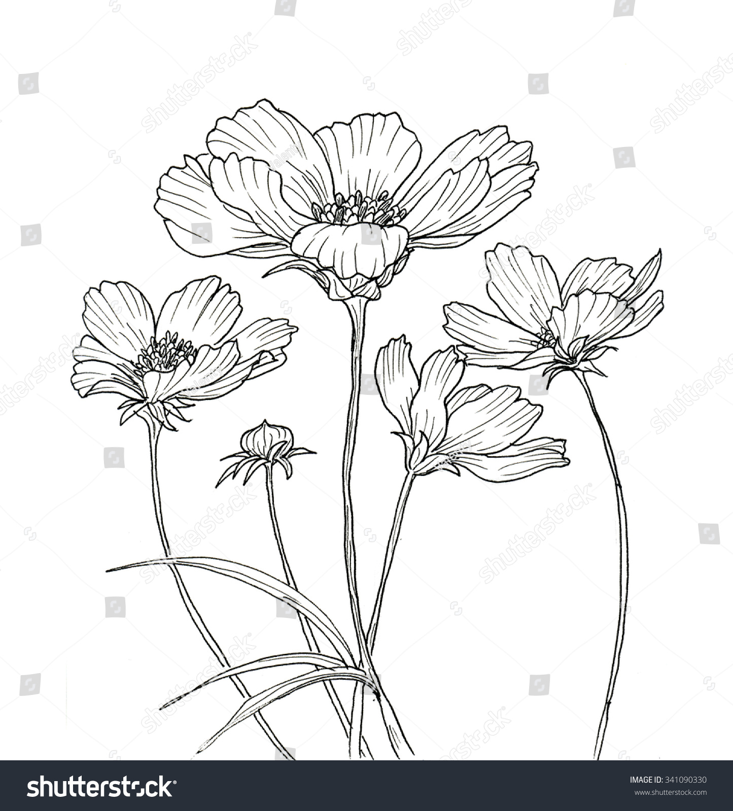 コスモスの花の墨絵 白い背景に黒い輪郭 のイラスト素材