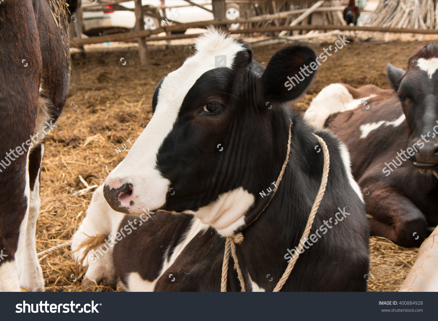 Line Of Black And White , Milk Cow In A Farm Thailand,Focus Stock Photo ...