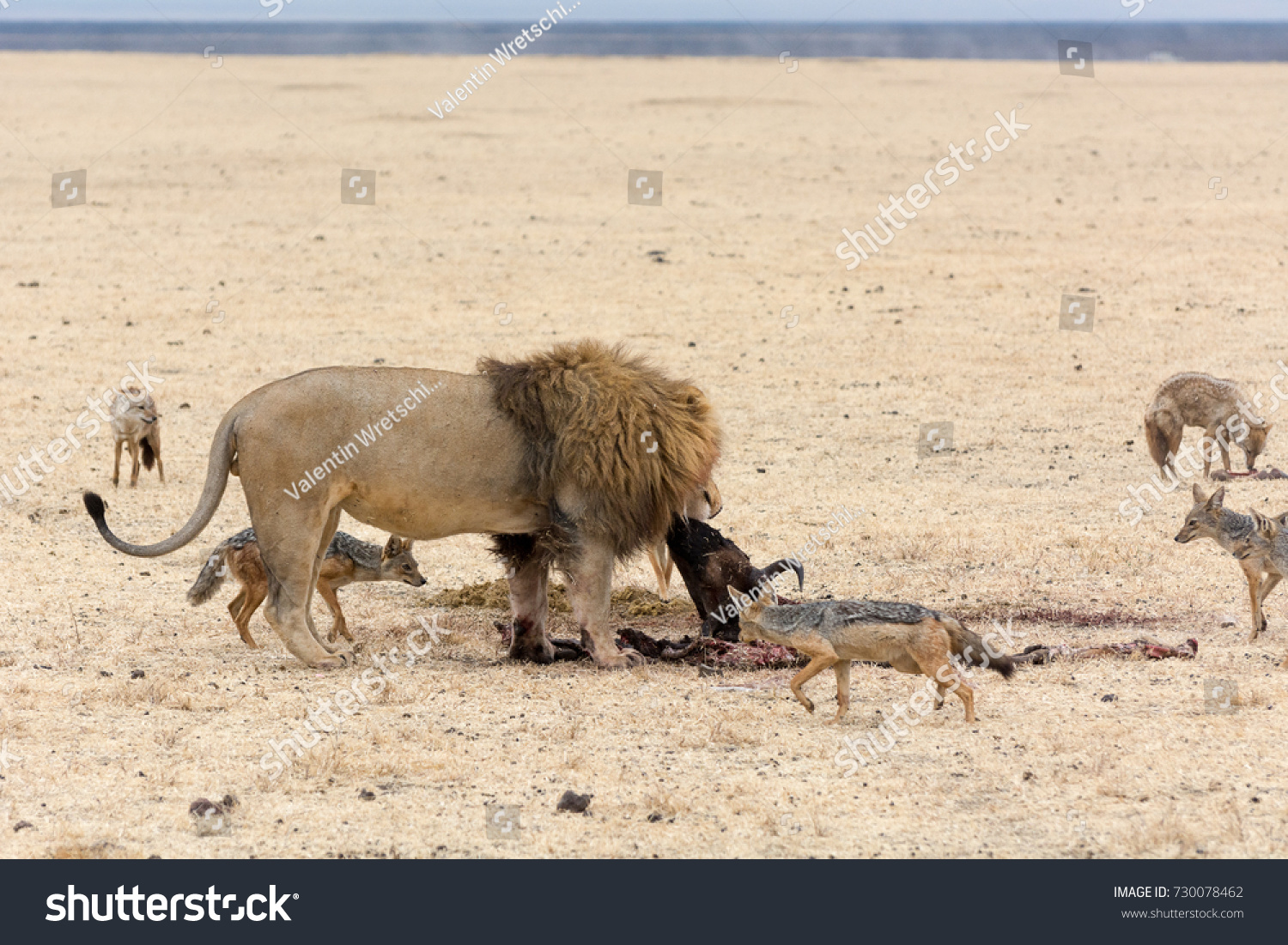 Lion Eating Gnu Jackal African Wildlife Stock Photo Edit Now 730078462