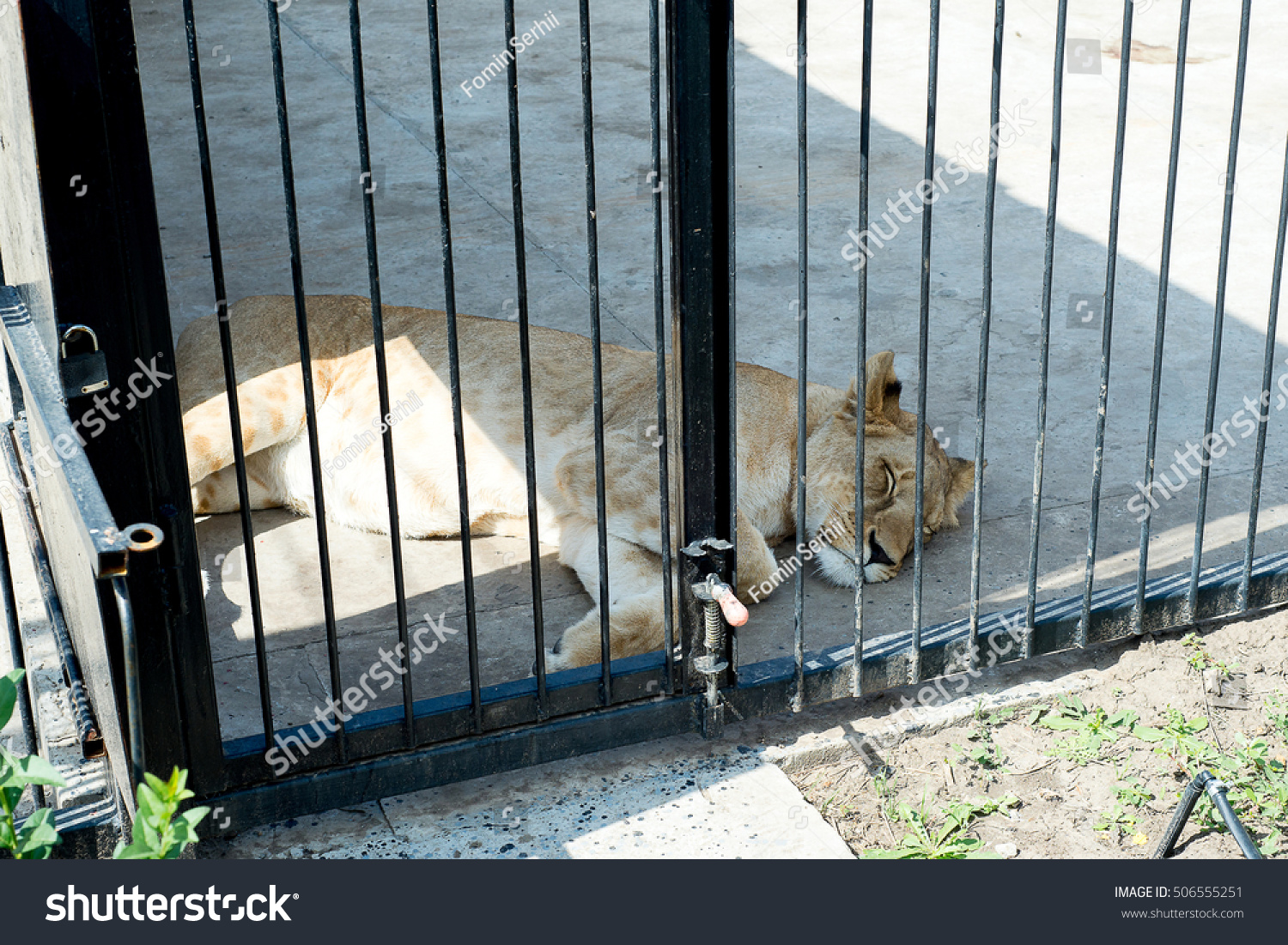 Lion Zoo Cage Dreams Freedom Stock Photo 506555251 - Shutterstock