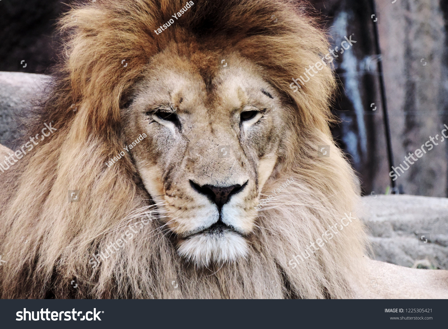 Lion King Beasts Stock Photo Edit Now