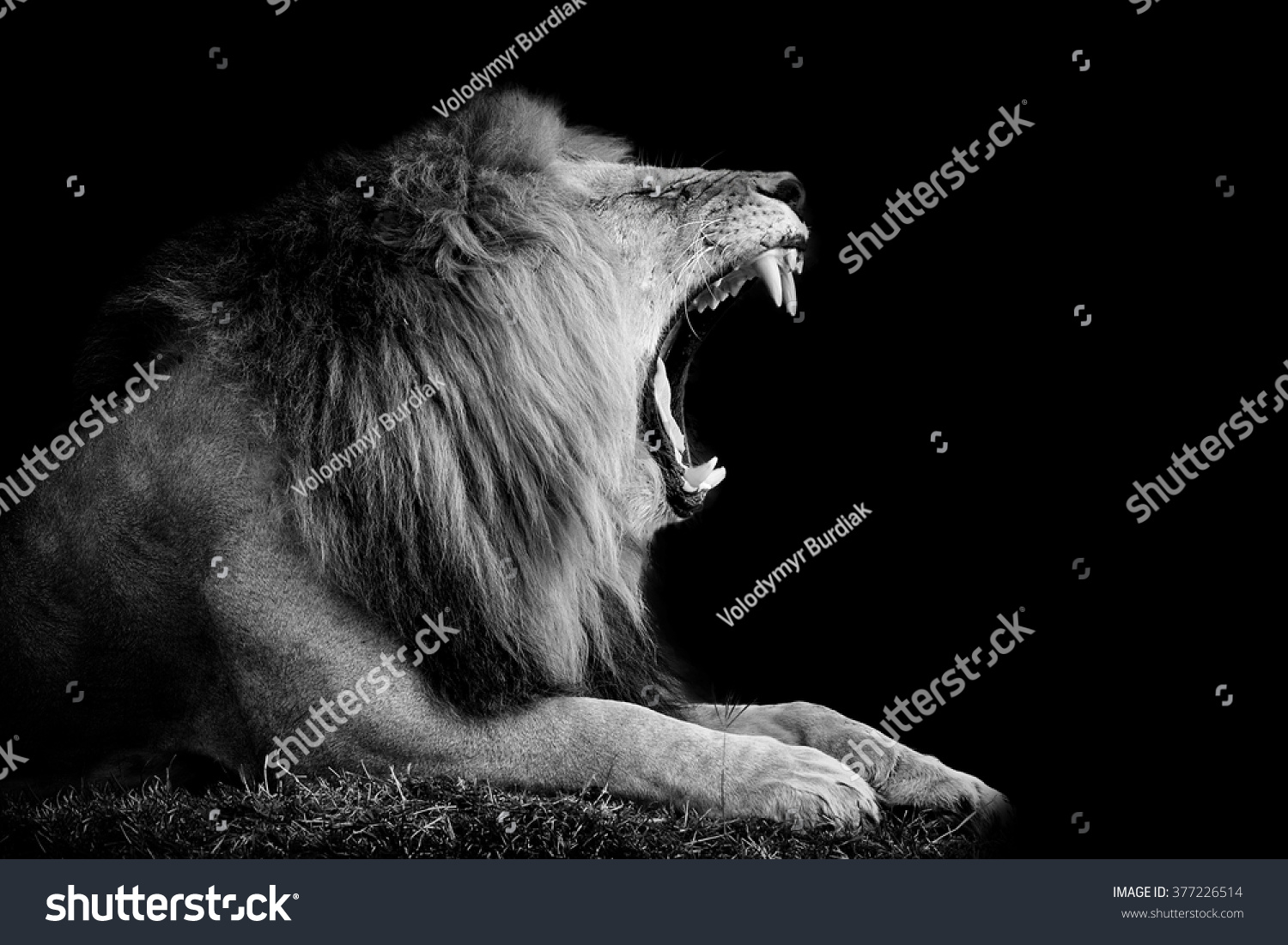 Lion On Dark Background Black White Stock Photo 377226514