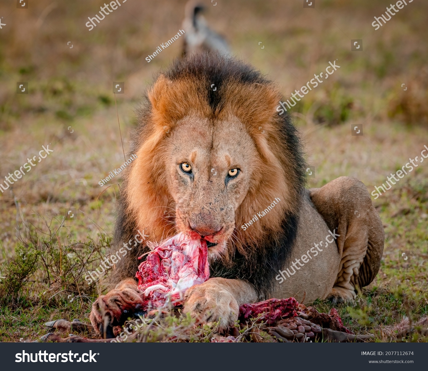 222 Lion eating flesh Stock Photos, Images & Photography | Shutterstock