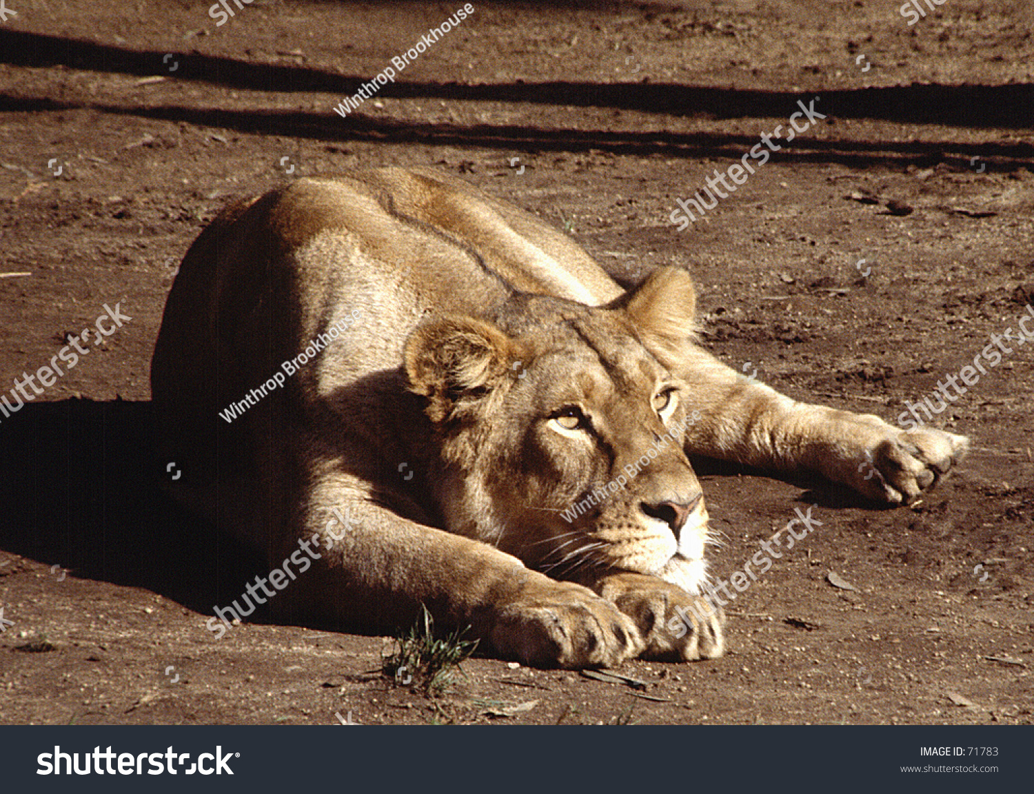 stock-photo-lioness-laying-down-71783.jpg