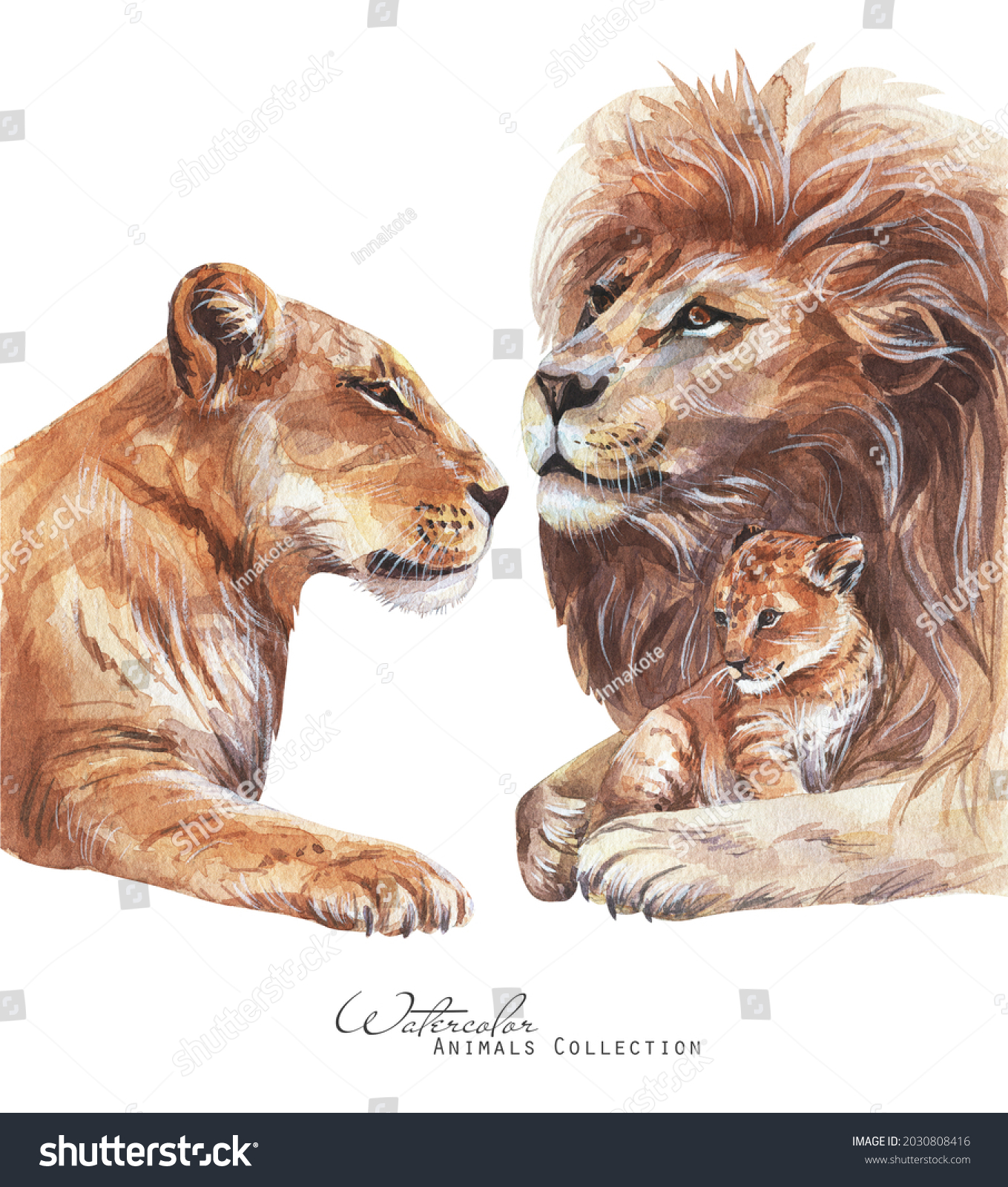 Stock Photo Lions Family Watercolor Illustration Lioness Lion Cub Portrait 2030808416 