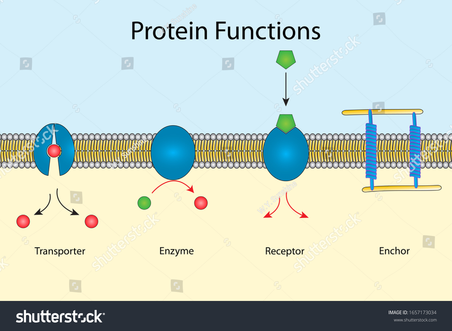 Lipid Bilayers Plasma Membrane Contain Protein Stock Illustration 1657173034 7883