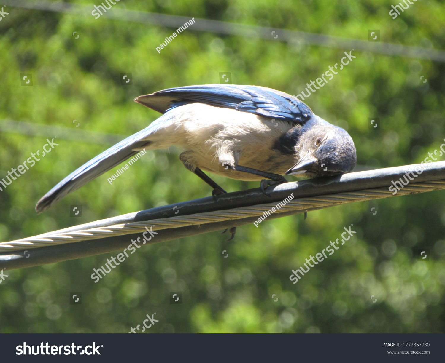 Listening On Blue Jay Bird Call Stock Photo Edit Now 1272857980