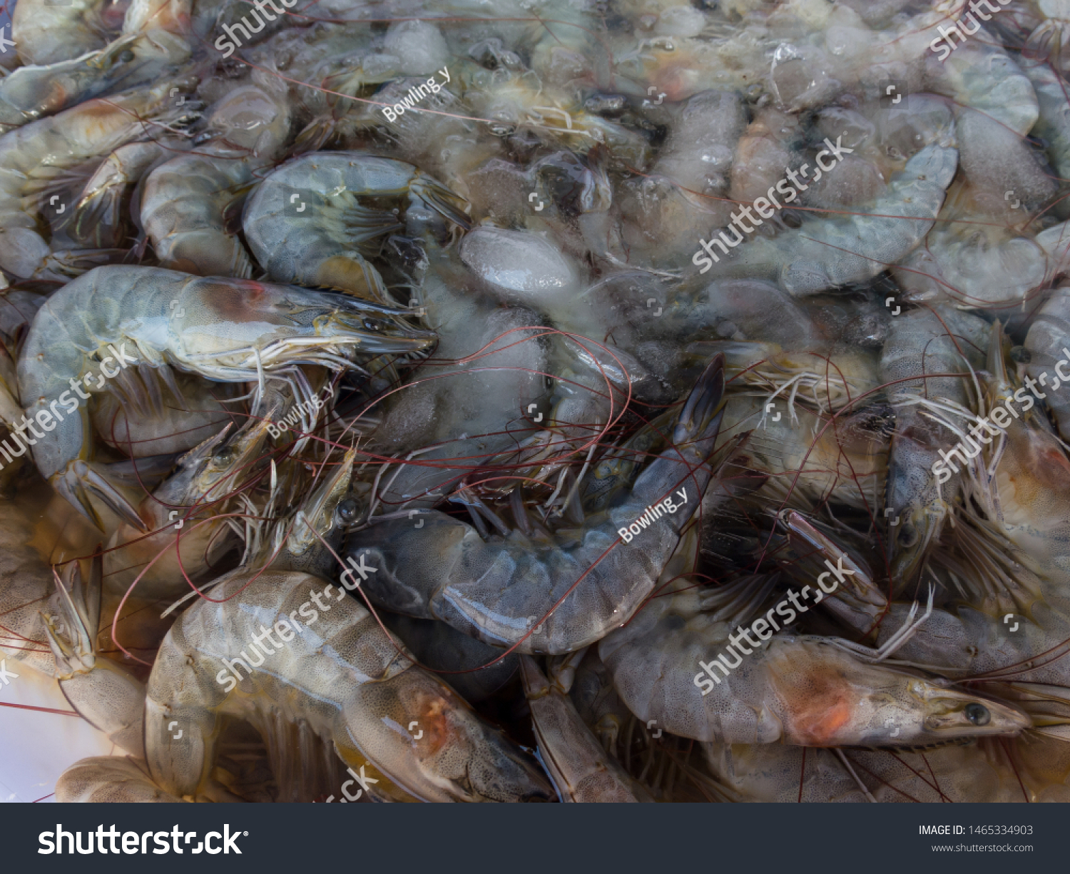 Litopenaeus Vannamei Pacific White Shrimp White Stock Photo 1465334903 ...