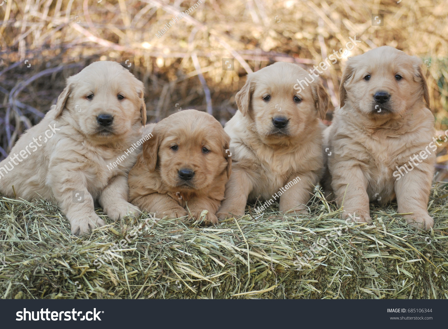 Litter Golden Retriever Puppies Sitting On Stock Photo Edit Now