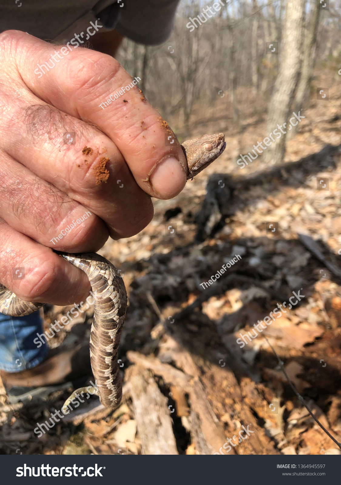 Little Baby Copperhead Stock Photo Edit Now