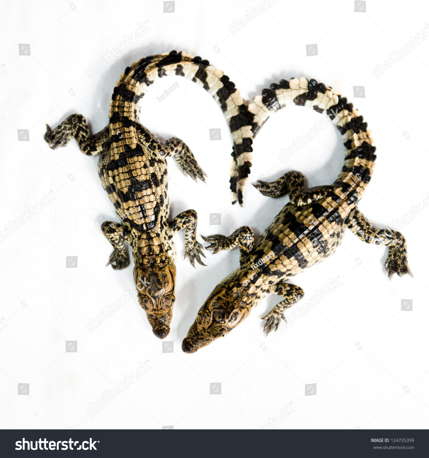 stock-photo-little-baby-crocodile-isolated-on-white-124735399.jpg