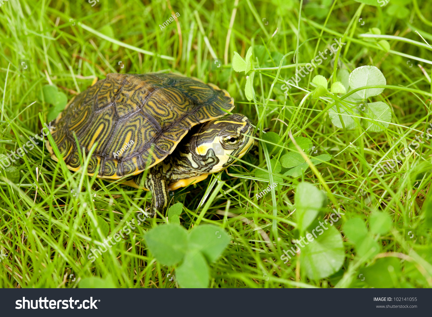 Little Baby Turtle Crawling High Grass Stock Photo (Edit Now) 102141055 ...