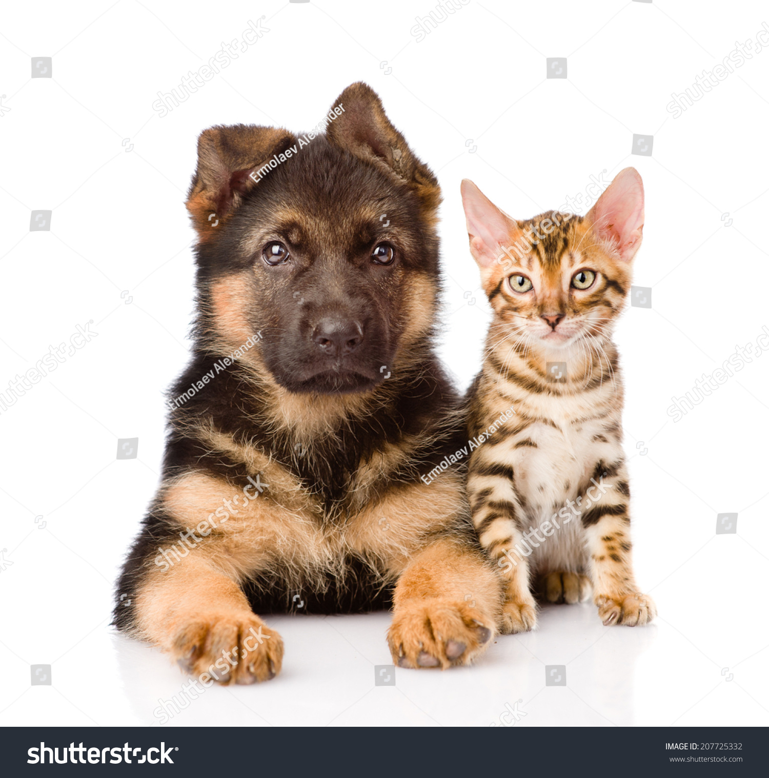 Little Bengal Cat And German Shepherd Puppy Dog Lying Together ...