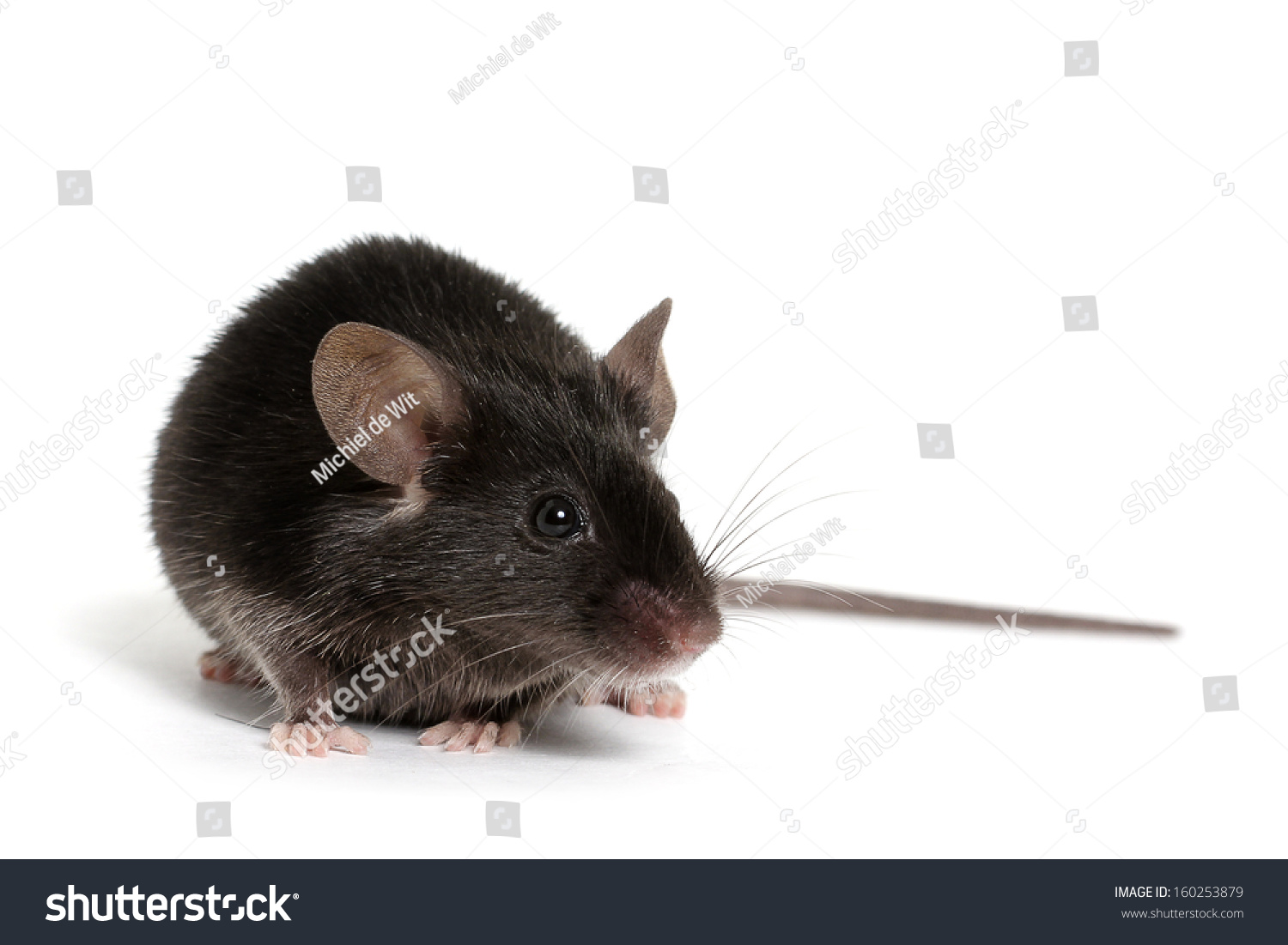 Little Black Mouse On A White Background Stock Photo 160253879 ...