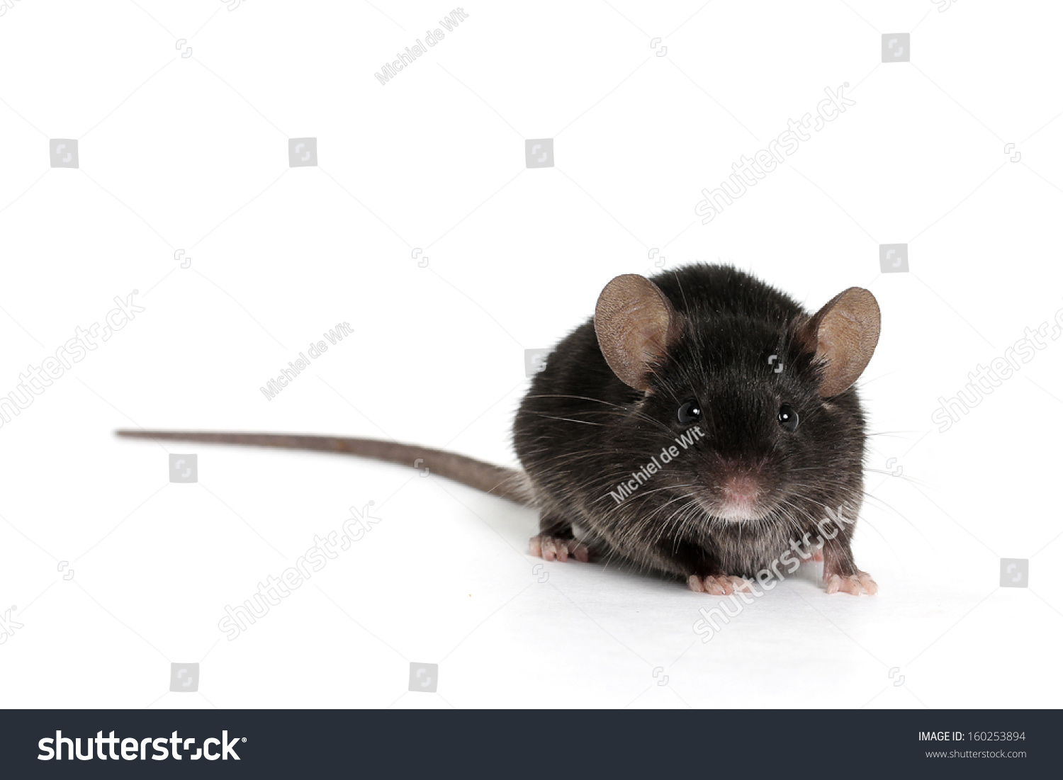 Little Black Mouse On A White Background Stock Photo 160253894 ...