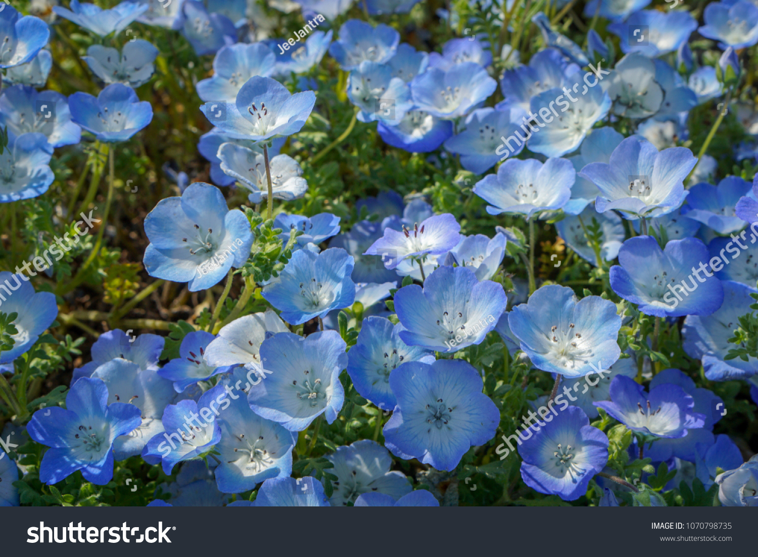 Little Blue Flowers Name Nemophila Uminonakamichi Stock Photo Edit Now