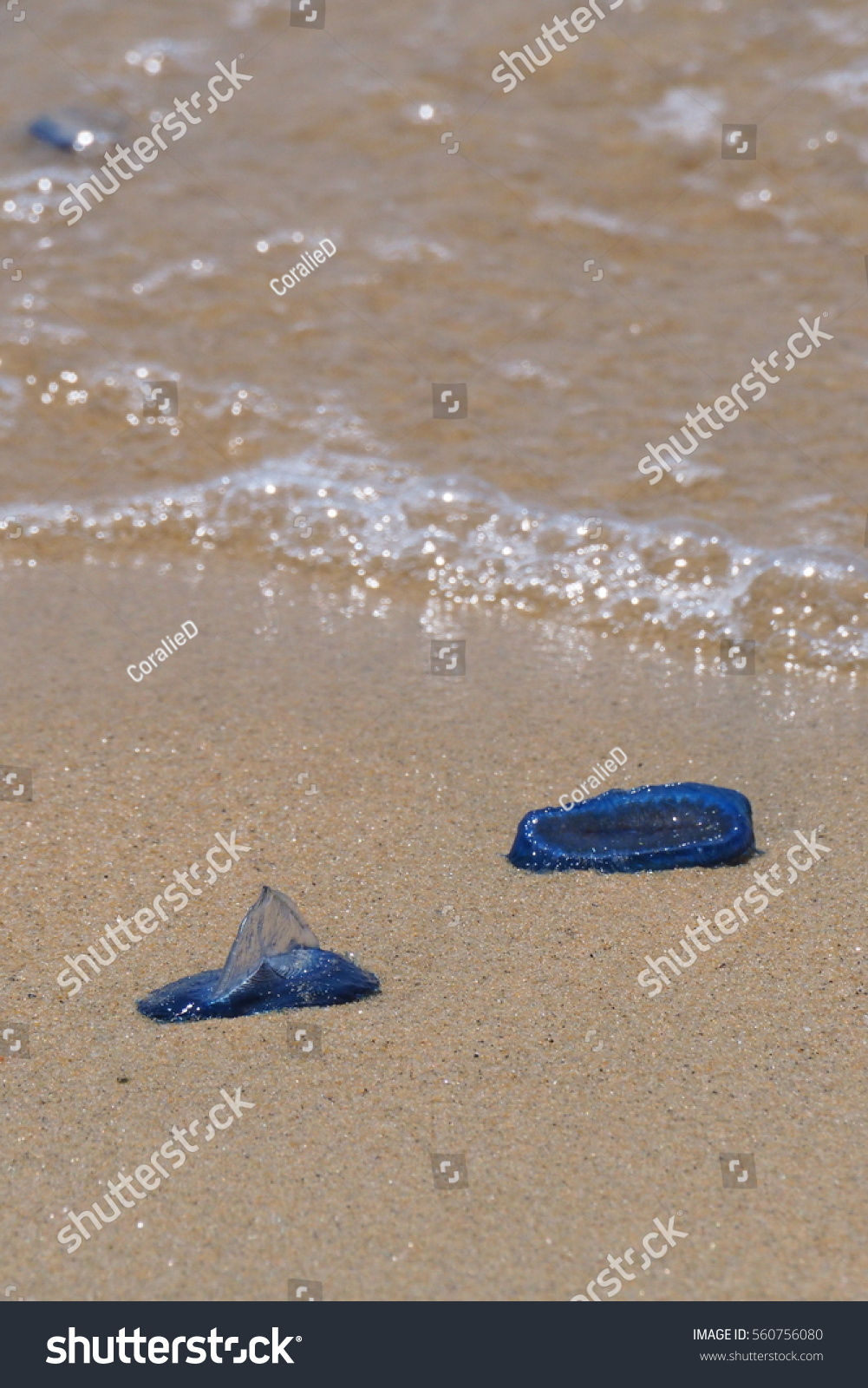 Little Blue Jellyfish On Beach Stock Photo Edit Now