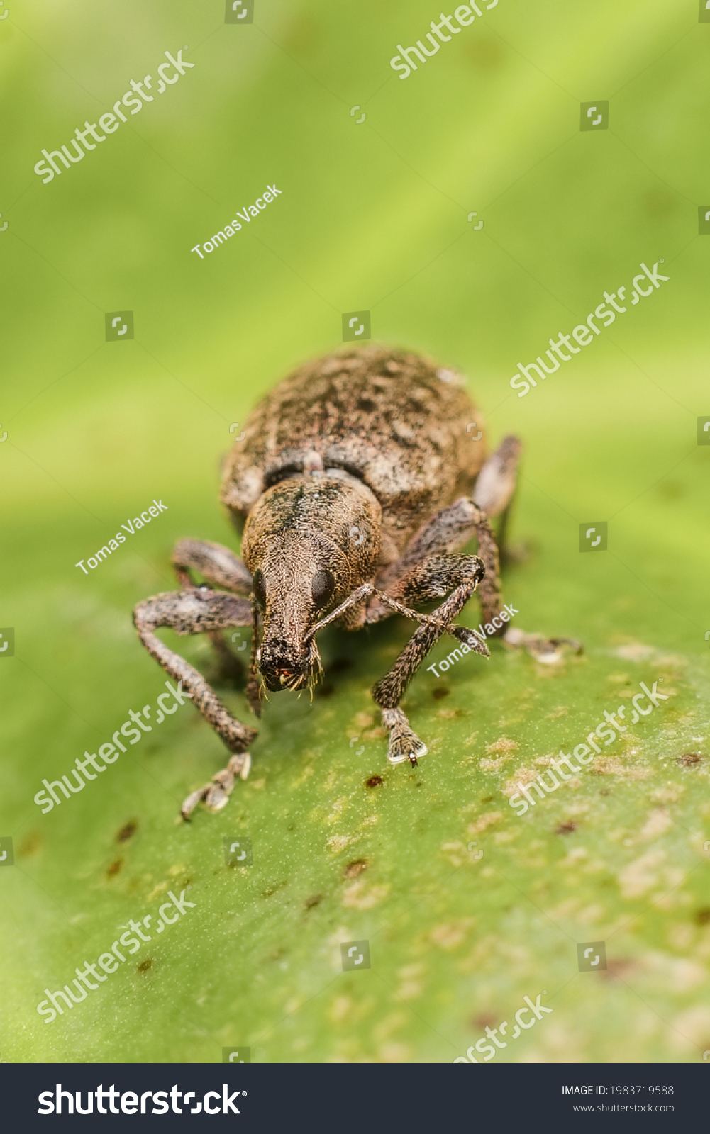 Brachypera Images, Stock Photos & Vectors | Shutterstock