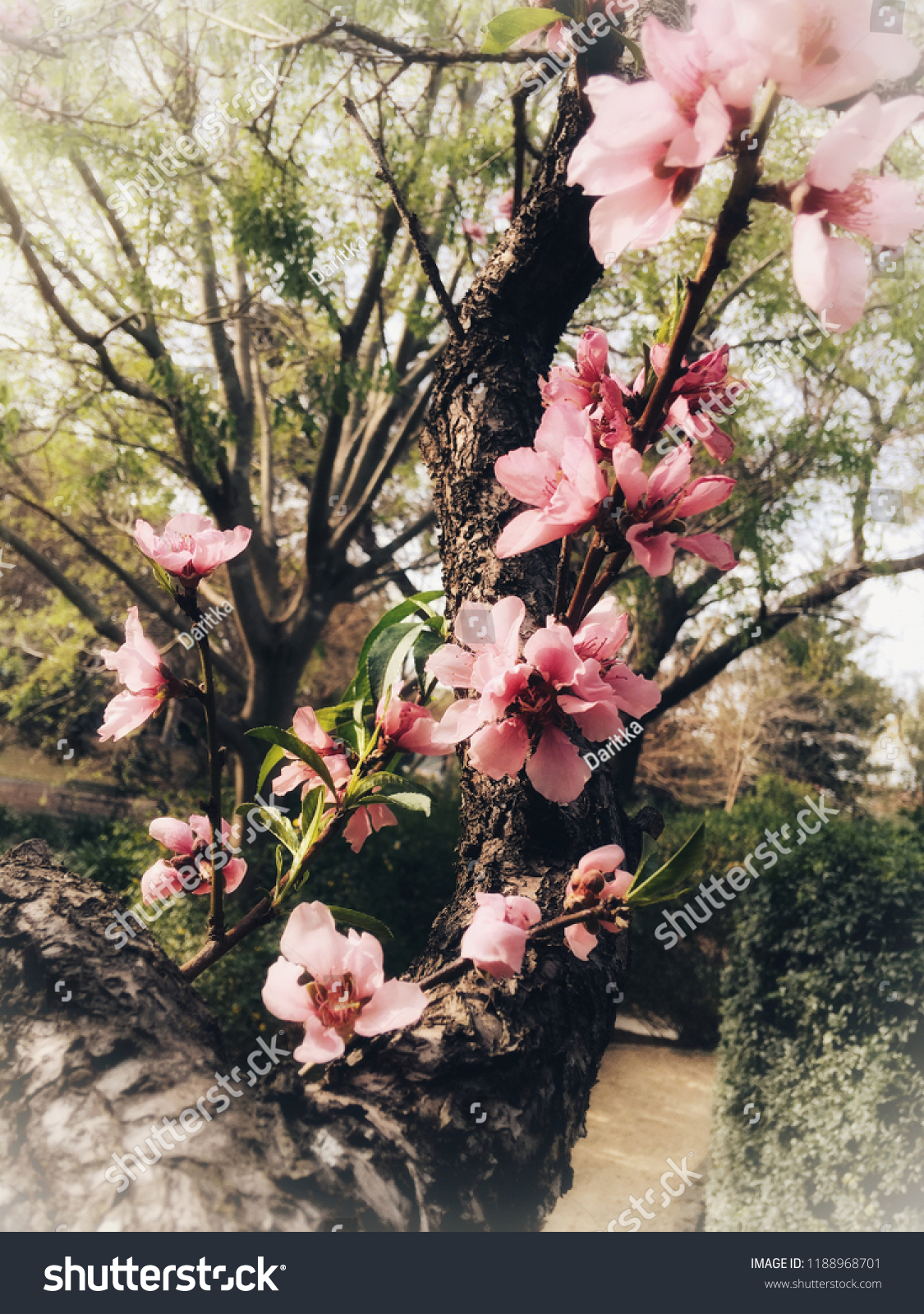 Little Cherry Blossom Auburn Botanic Garden Stock Photo Edit Now