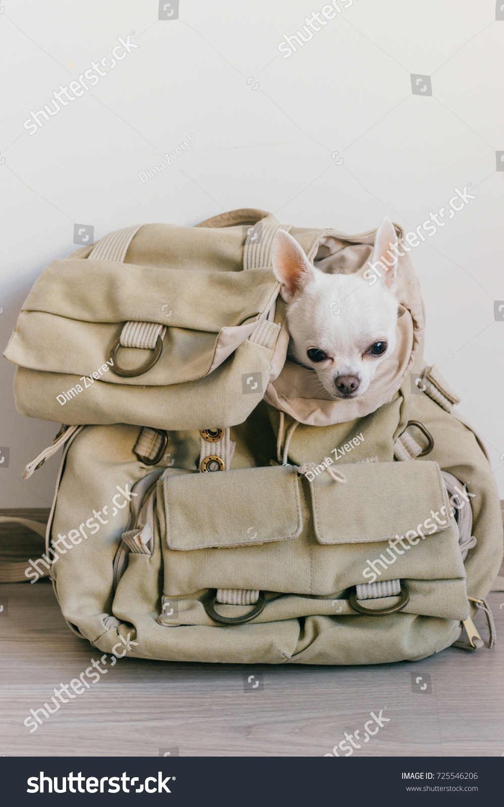 dog with puppy in backpack