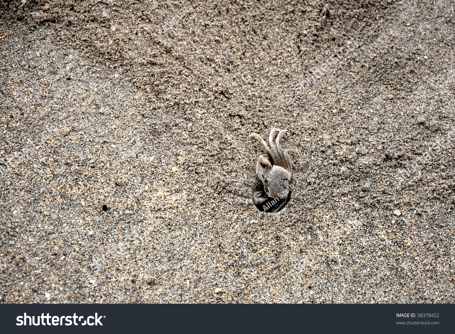 Little Crab Moving Into Hole In The Sand Stock Photo 38378422 ...