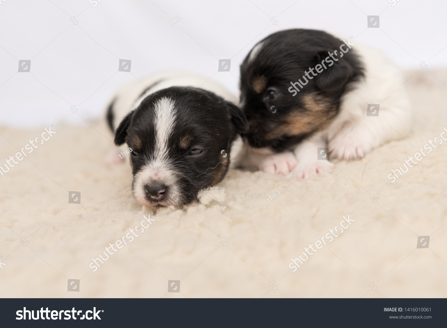 Little Cute Jack Russell Puppy Dogs Animals Wildlife Stock Image