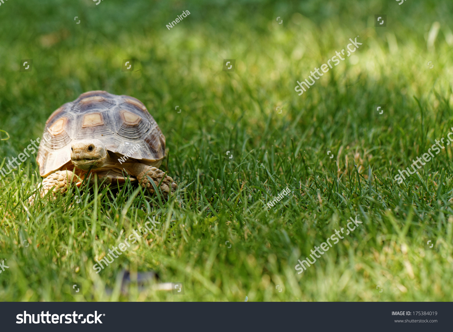 Cute turtle Cute turtle