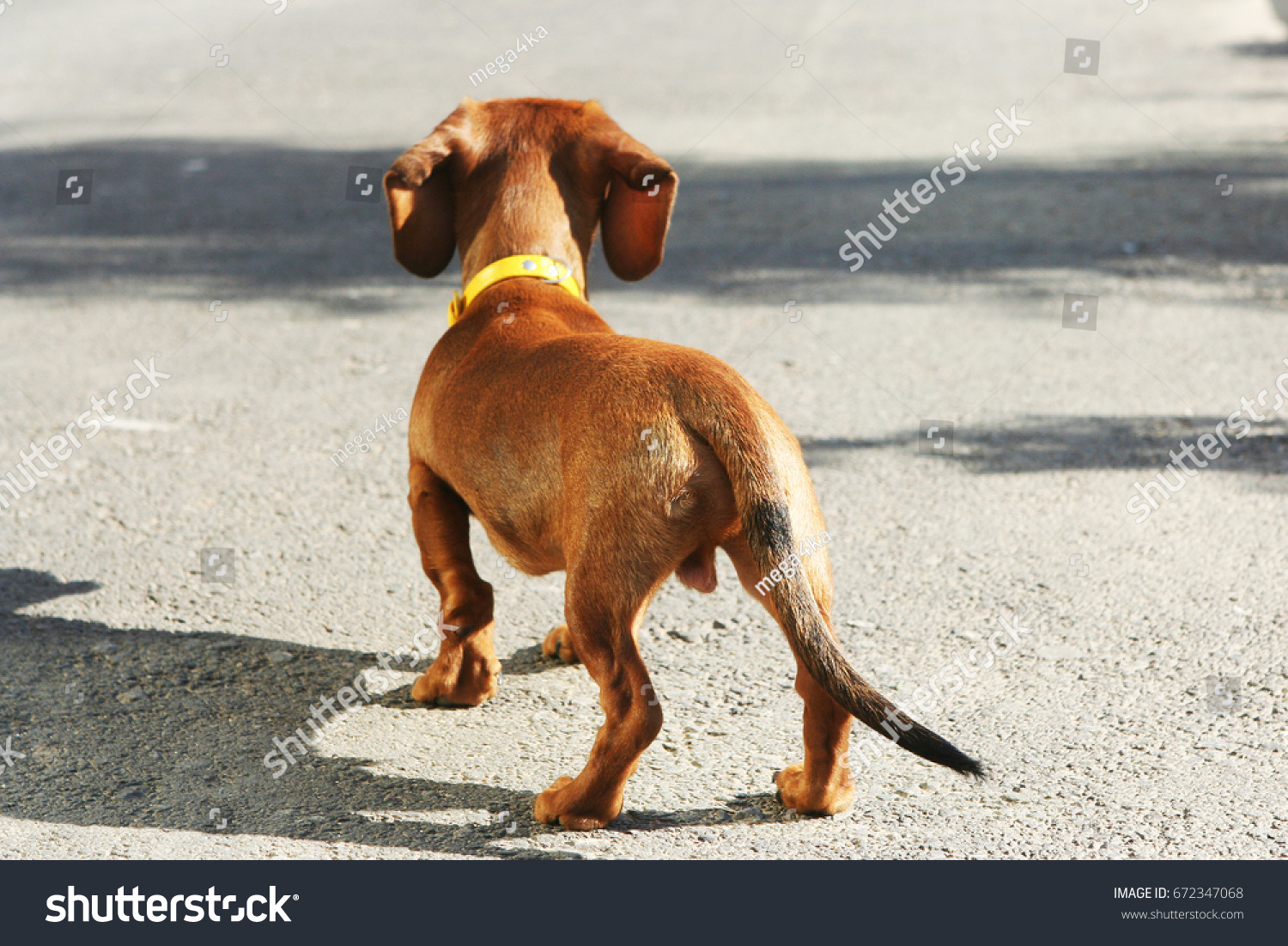 dachshund back