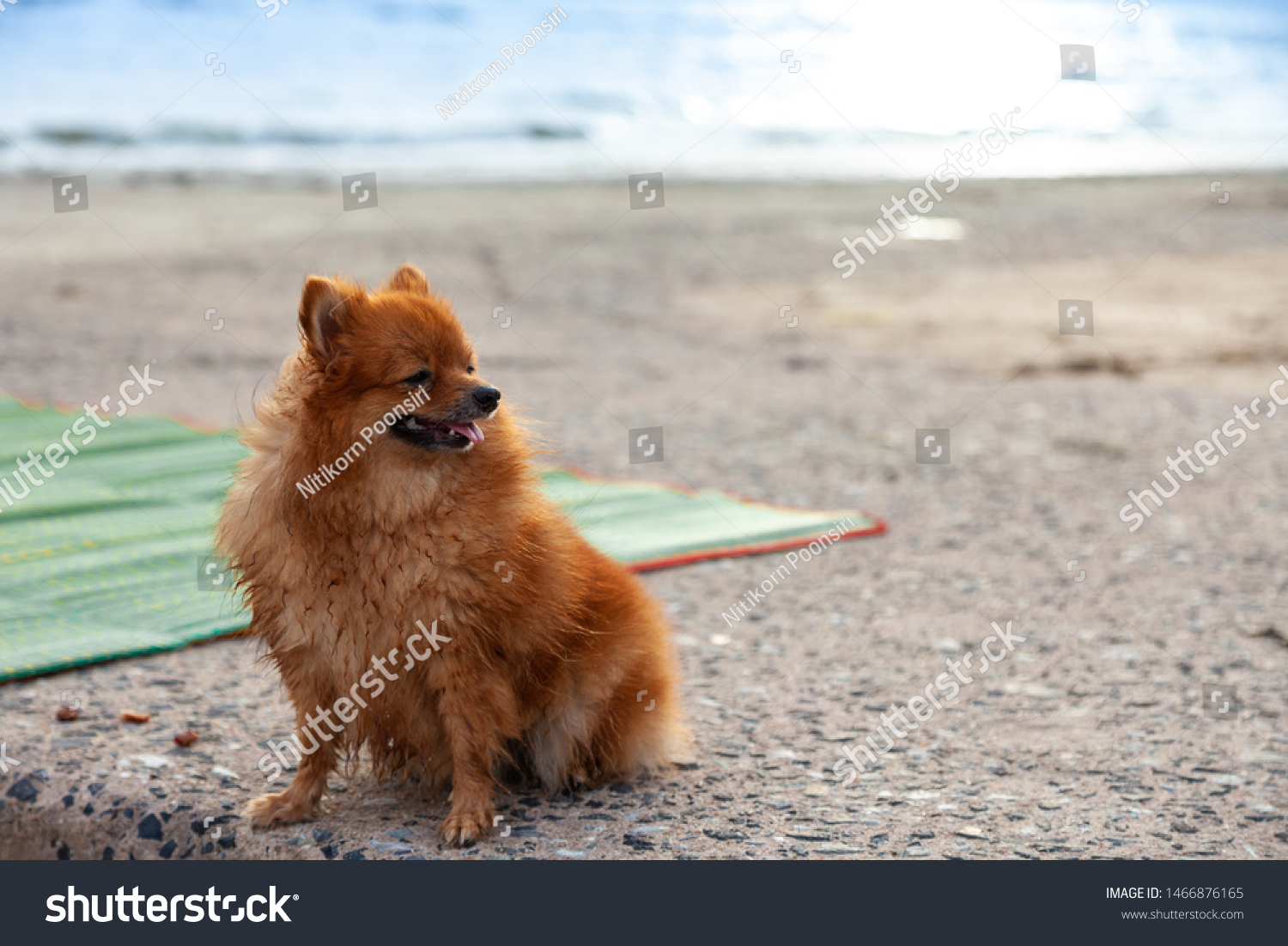 Little Dog Breed Pomeranian Mixed Breed Stock Photo Edit Now 1466876165