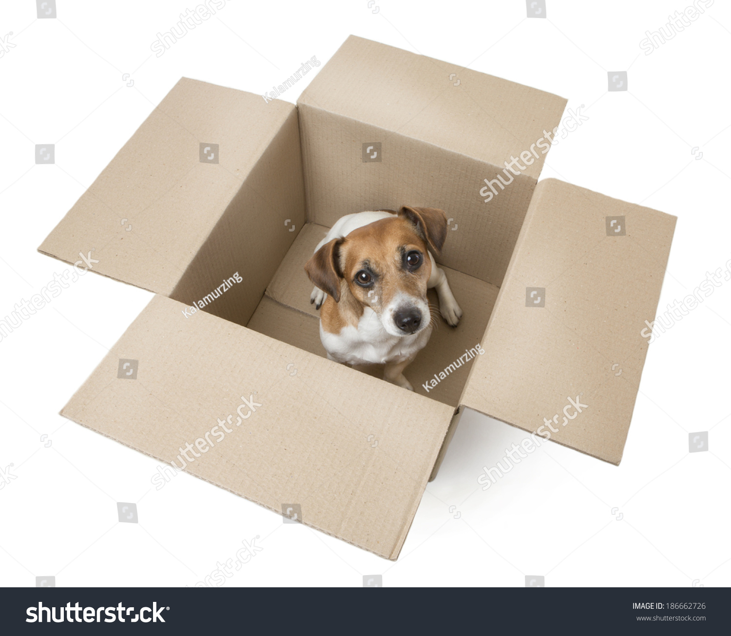 dog gift delivery