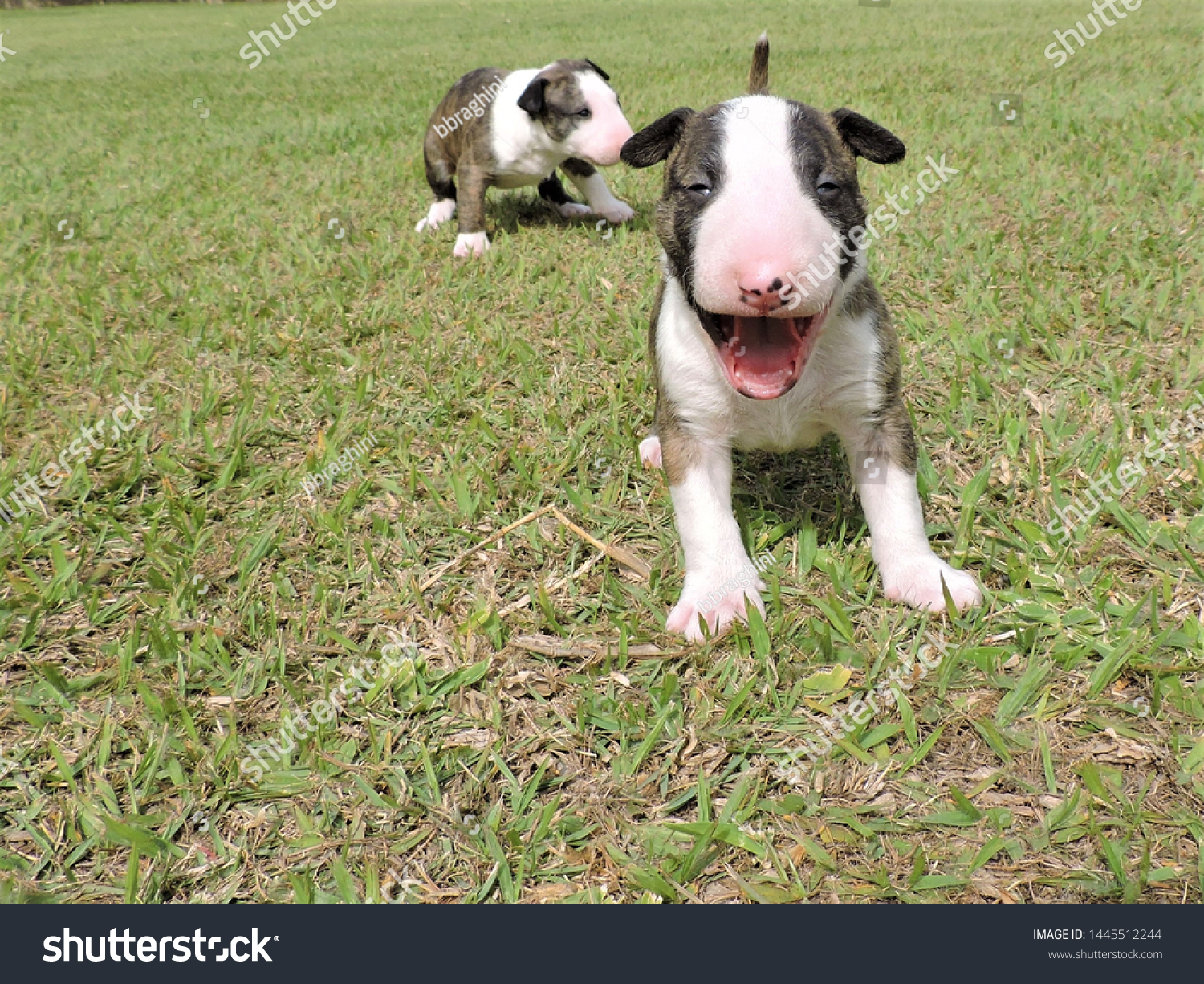 little bull terrier